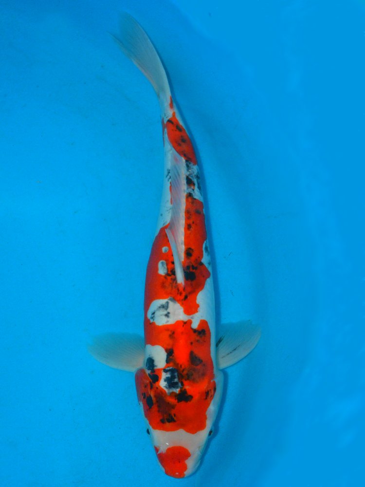 Buy Quality Yoshikigoi Koi Delivered to your door The Carp Co