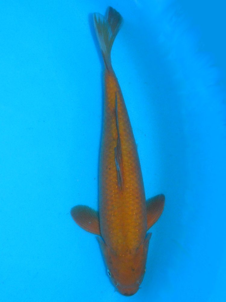 Buy Quality Yoshikigoi Koi Delivered to your door The Carp Co