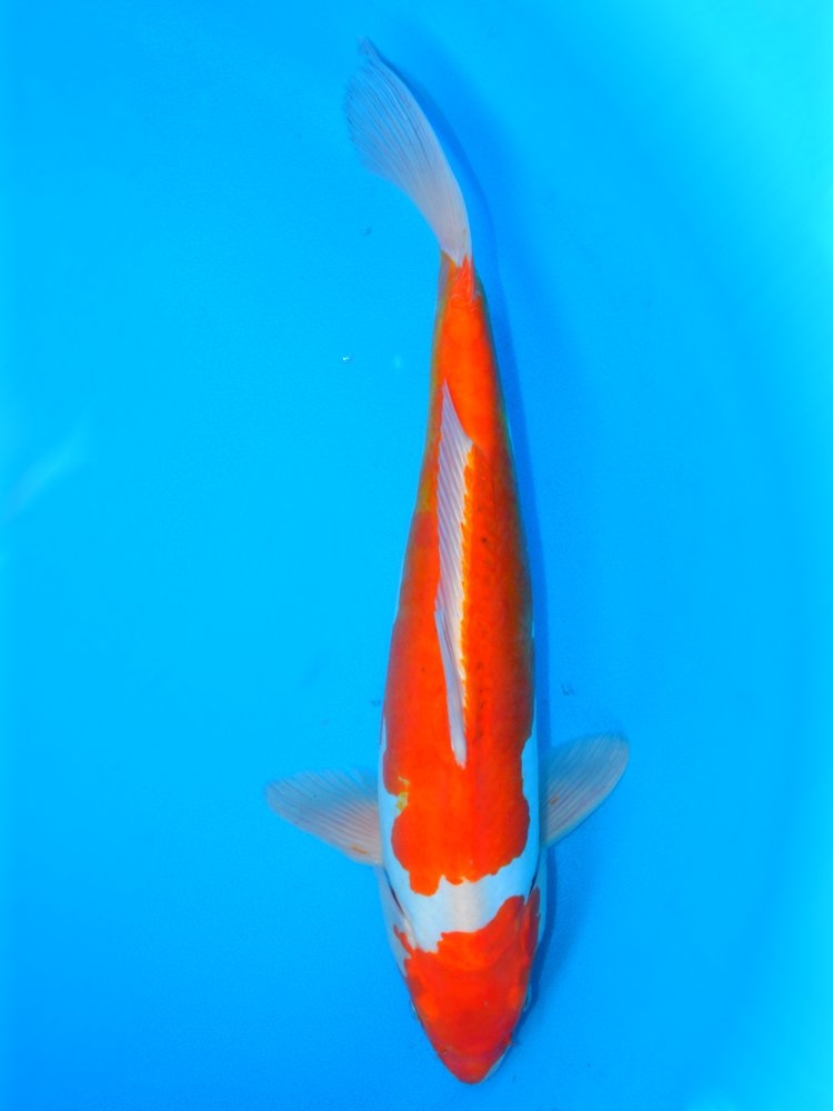 17.5" (44cm) Male Doitsu Red Ochiba - Y1309Na