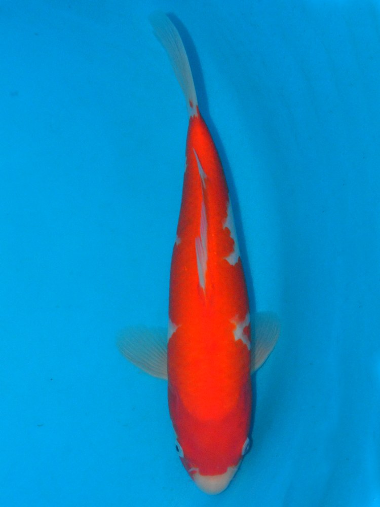 13.5" (34cm) Female Kohaku - Y1311C