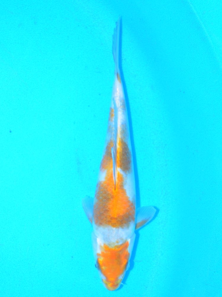11" (27cm) Female Yoshikigoi Ki Showa - Y1605M