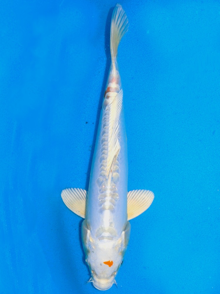 Buy Quality Yoshikigoi Koi Delivered to your door The Carp Co