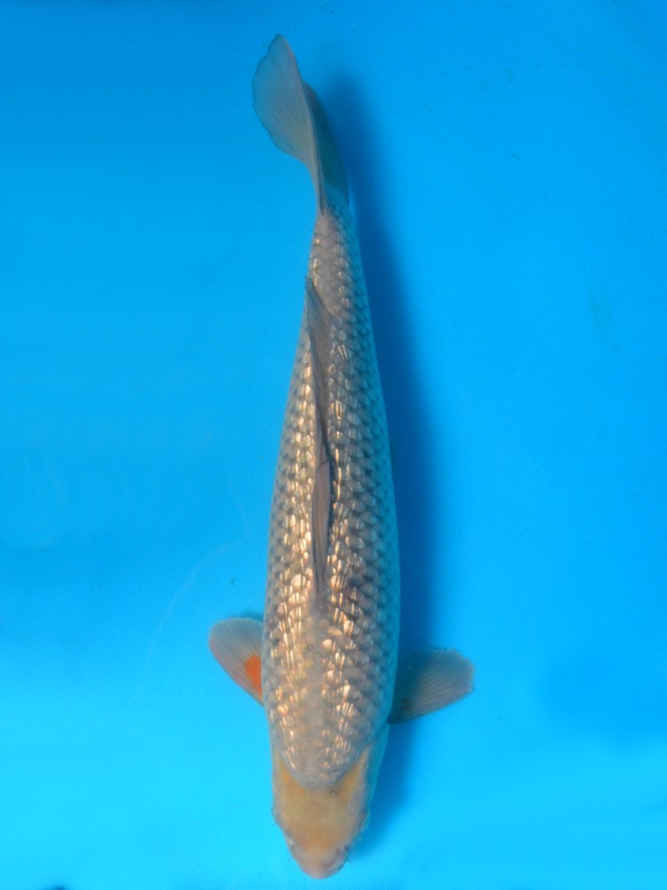 17.5" (44cm) Male Gin Rin Ochiba - Y2305O