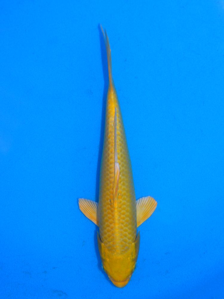 10" (26cm) Male Yoshikigoi Yamabuki Ogon - Y2307S