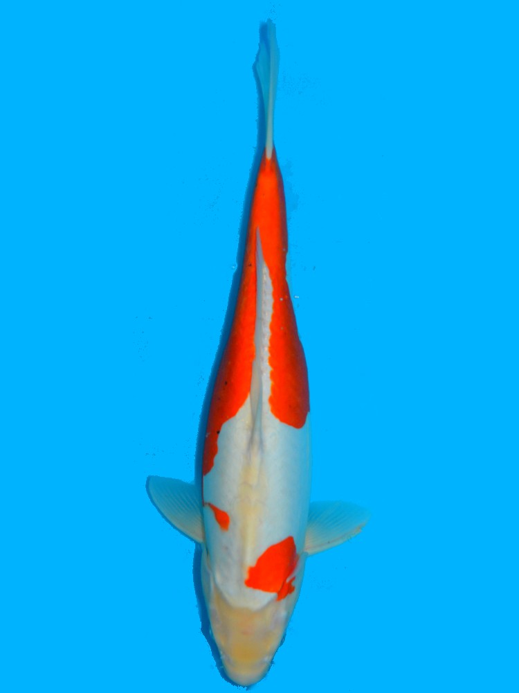 19.5" (50cm) Female Doitsu Red Ochiba - Y2606Q