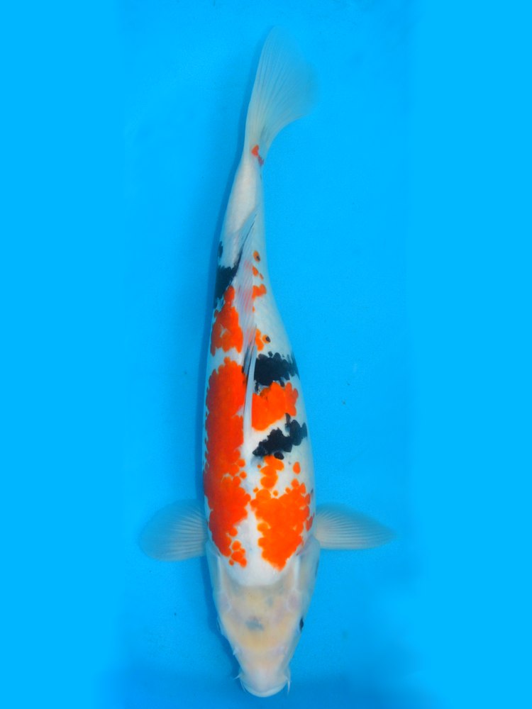 17.5" (44cm) Female Showa - Y2705B