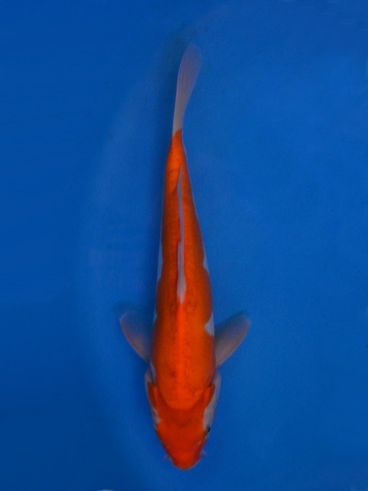 13" (33cm) Male Yoshikigoi Doistu Red Ochiba - Y2706E