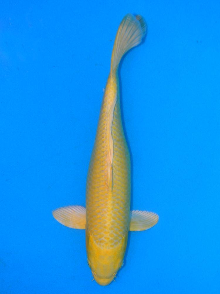 14" (35cm) Female Yoshikigoi Yamabuki Ogon - Y3006V
