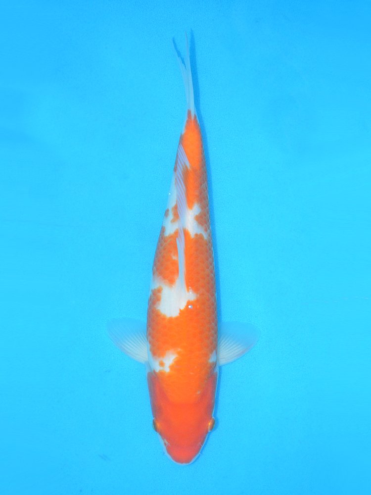 13" (33cm) Female Yoshikigoi Kohaku - Y3105G