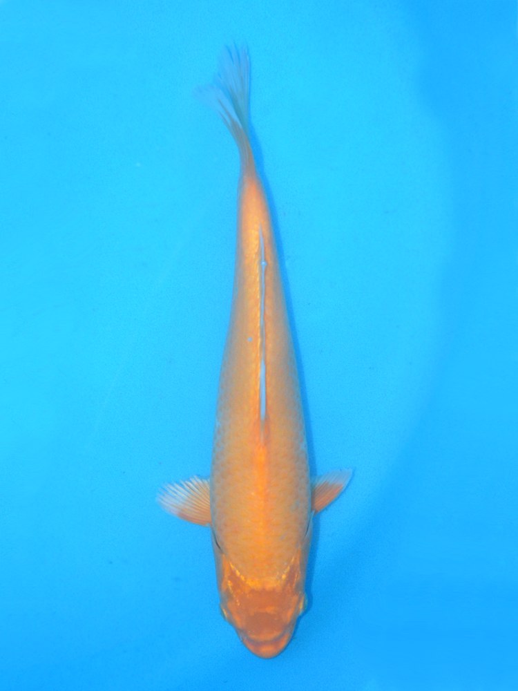 13" (33cm) Female Yoshikigoi Ogon - Y3105X