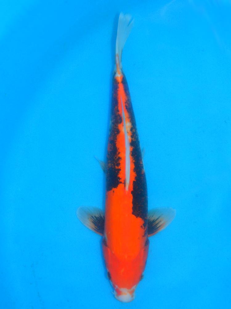13.5" (34cm) Male Yoshikigoi Benio Kumonryu - Y3406V