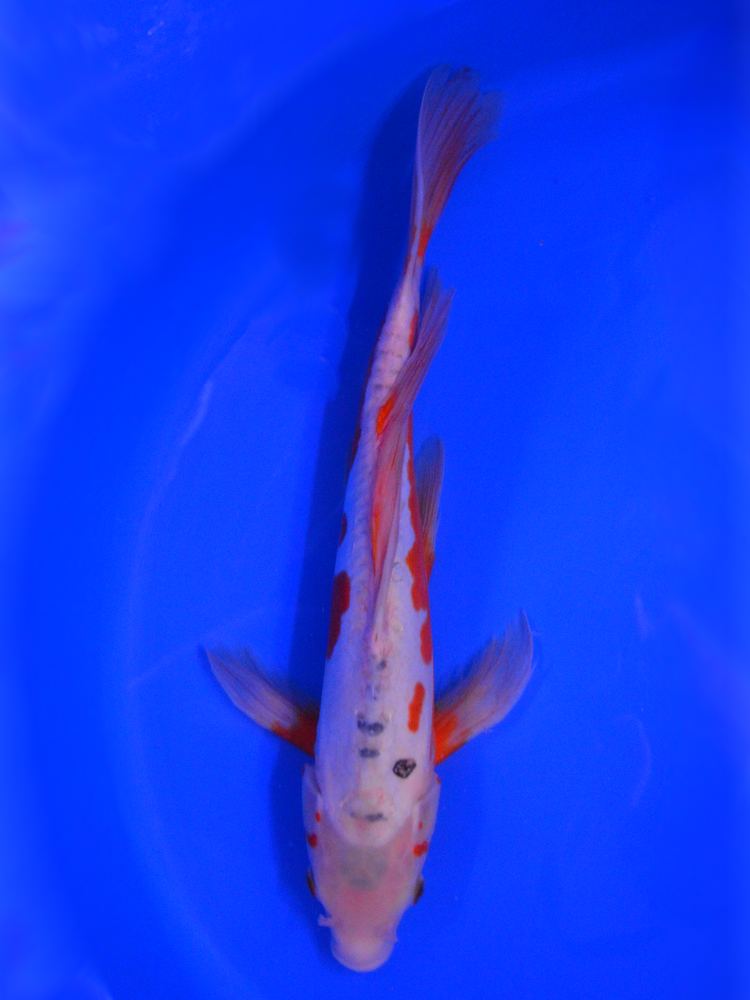 15" (38cm) Male Yamasan Butterfly Shusui - YB1706A