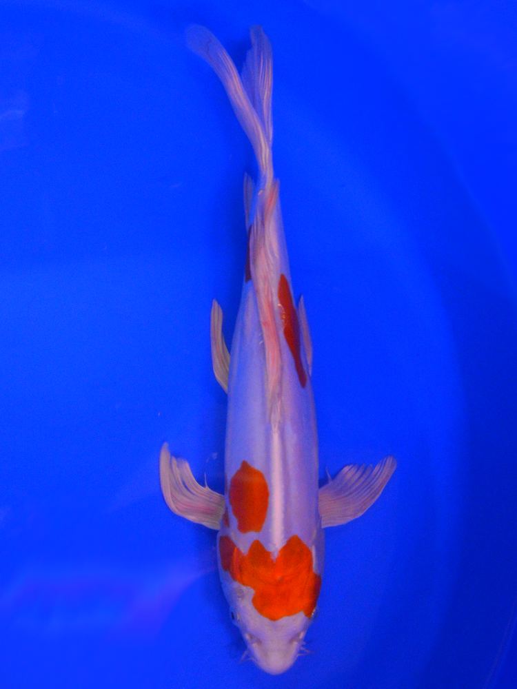 14" (35cm) Female Yamasan Butterfly Kikusui - YB1706C