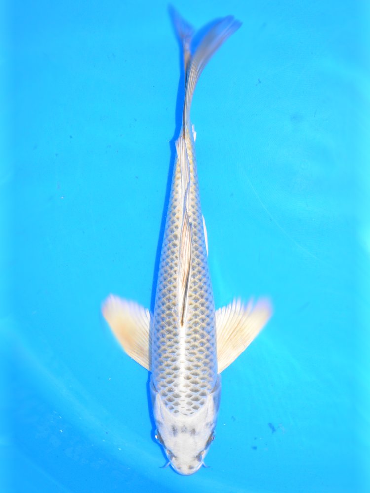 13.5" (34cm) Male Yamasan Butterfly Mukashi Ogon -YB2805G