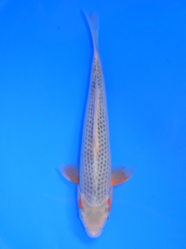 12" (30cm) Yagenji Asagi - #YG1107B