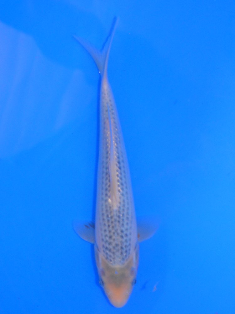 11" (27cm) Yagenji Asagi - #YG1107C