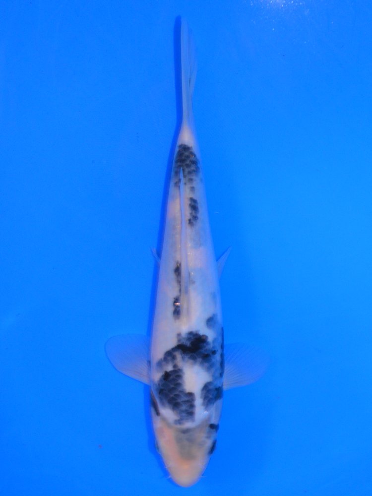 10.5" (27cm) Yagenji Shiro Utsuri - #YG1107F