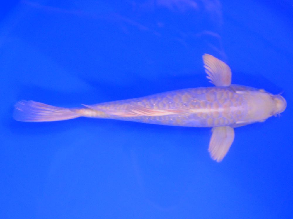 14" (35cm) Male Yamasan Butterfly Aragoke Ogon - YS0905I