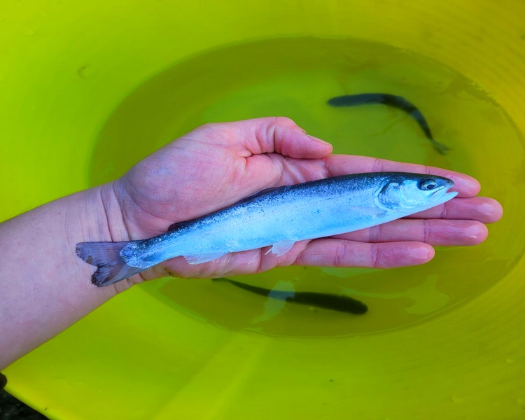 5-6" (12-15cm) Somerset Blue Trout