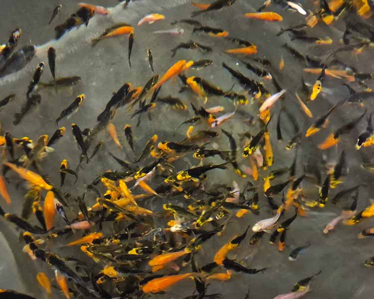 1-2" (3cm) Butterfly Koi Fry