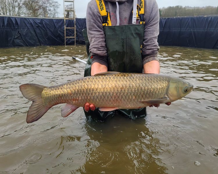 28-30" Green Grass Carp - Collection Only