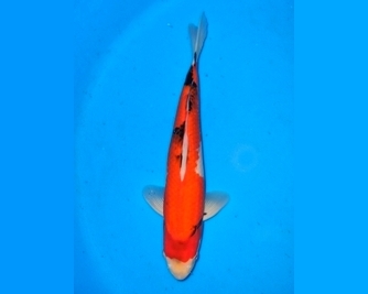 Select Koi from £100 to £150