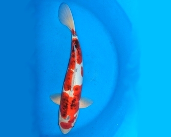 Select Koi from £250 to £300