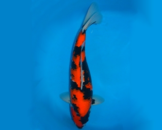 Select Koi from £300 and up