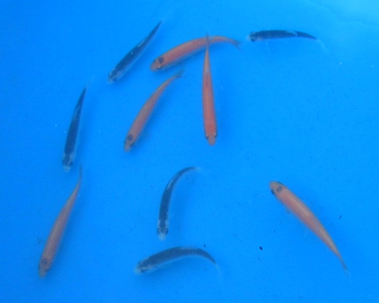 Small Orfe Variety Pond Selection Pack