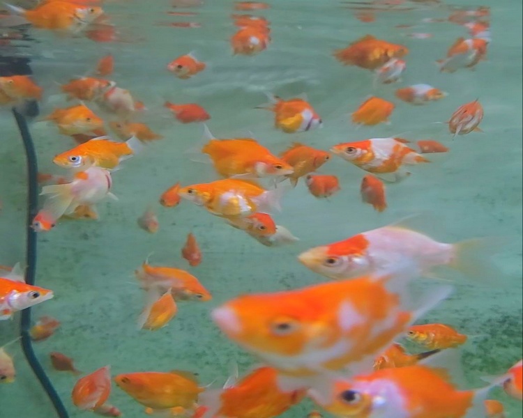 5cm Pond Japanese Tamasaba Goldfish
